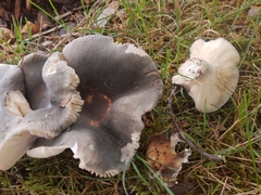 Russula mariae