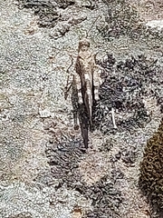 Oedipoda caerulescens