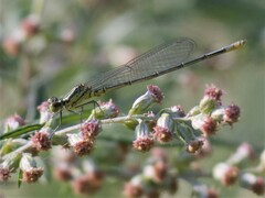 Erythromma viridulum