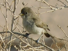 Auriparus flaviceps