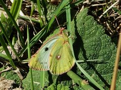 Colias hyale