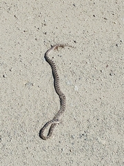 Pituophis catenifer deserticola