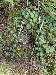 Mitchella repens