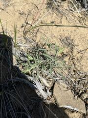 Dieteria canescens