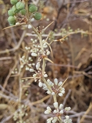 Asparagus albus