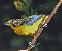 Euphonia violacea