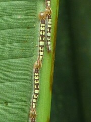 Caligo oileus