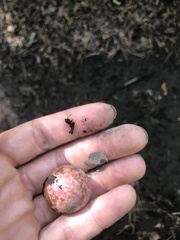 Amphibolips quercusjuglans