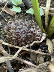 Symplocarpus foetidus