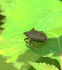 Picromerus bidens