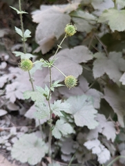 Geum macrophyllum