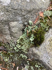 Cladonia pyxidata