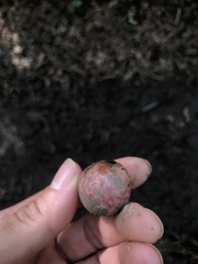 Amphibolips quercusjuglans