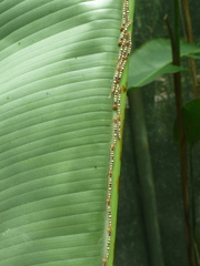 Caligo oileus