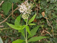 Eupatorium cannabinum