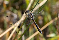 Sympetrum danae