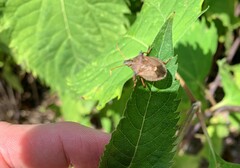 Picromerus bidens