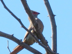 Urocolius indicus transvaalensis