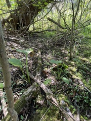 Symplocarpus foetidus