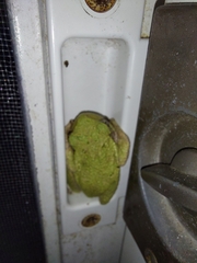 Hyla versicolor