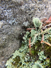 Cladonia pyxidata