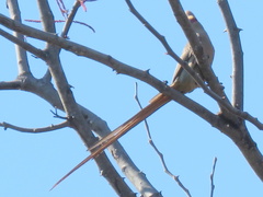 Urocolius indicus transvaalensis