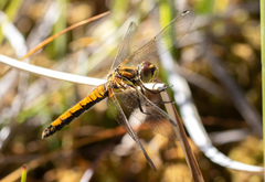 Sympetrum danae