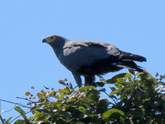 Polyboroides typus typus