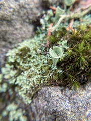 Cladonia pyxidata
