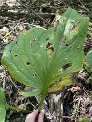 Symplocarpus foetidus