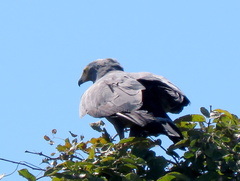 Polyboroides typus typus