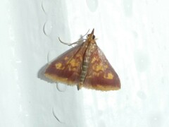 Pyrausta acrionalis