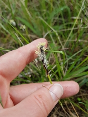 Eleocharis palustris