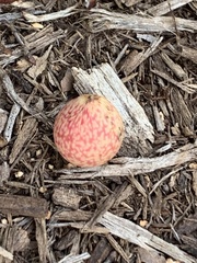 Amphibolips quercusjuglans