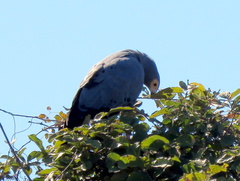 Polyboroides typus typus