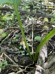 Symplocarpus foetidus