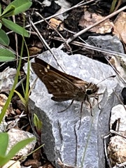 Atalopedes campestris