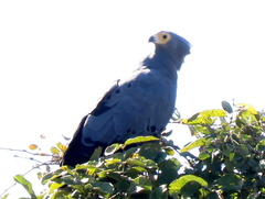 Polyboroides typus typus