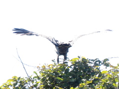 Polyboroides typus typus