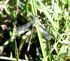 Lestes sponsa