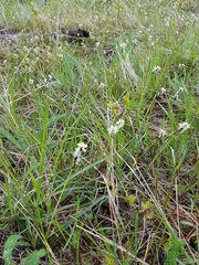 Eleocharis palustris