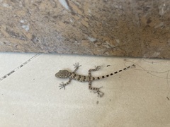 Tenuidactylus caspius