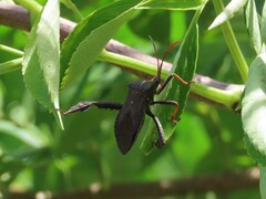Acanthocephala femorata