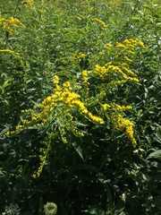 Solidago juncea