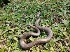 Eryx whitakeri