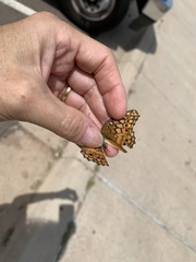 Euptoieta claudia