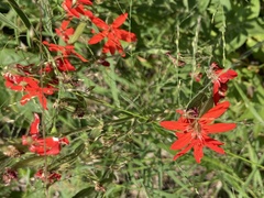 Silene regia