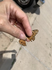 Euptoieta claudia