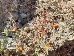 Solanum pimpinellifolium
