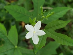 Cnidoscolus stimulosus